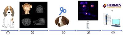 Accelerated high frequency rTMS induces time-dependent dopaminergic alterations: a DaTSCAN brain imaging study in healthy beagle dogs